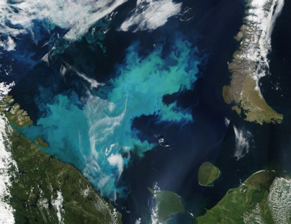 Phytoplankton bloom as seen from space